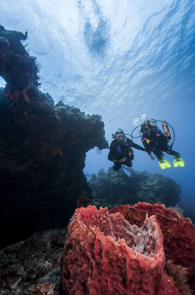 padi courses
drif dive
speciality